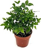 ragnaroc Live Fruit Trees – Plinia cauliflora Jaboticaba Plug 9-12” Tall - 1ct - Color When Flowering Red, Bonsai - Live Arrival Guaranteed - House Plants for Home Decor