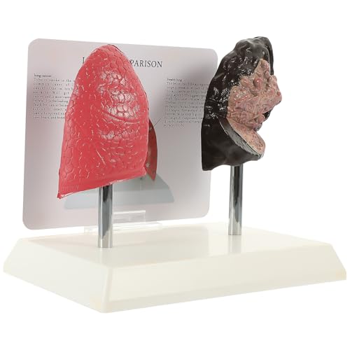 Modèle pulmonaire comparatif pour enseignement de la physiologie