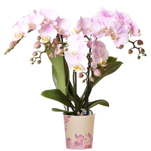 Orchid Phalaenopsis Kolibri Portugal - Moth Orchid - Real Plants for Indoors - House Plants - Live Indoor Real for Living Room Bedroom Office Plant Indoor (9cm Pot 30-40cm)