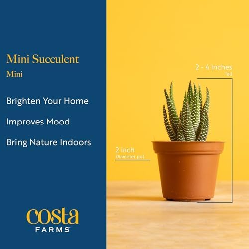 Costa Farms Succulents (25 Pack), Live Mini Succulent Plants, Grower's Choice Live House Plants, Potted in Nursery Plant Pots, Potting Soil Mix, Bulk Baby Shower, Bridal Shower Gift, DIY, Party Favors - 3