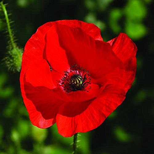 FLARE SEEDS Red Poppy Double Flower Seeds Pack of 265 Seeds (B09BLCTMK7) Amazon Price History, Amazon Price Tracker