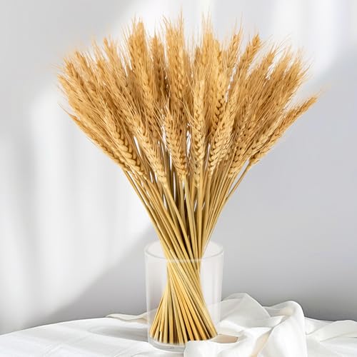 Sukh 100 Stems Dried Wheat Stalks for Decor - Sheaves Grass Natural Bunch Flowers Home Wedding Table Kitchen Boho Farmhouse Fall Arrangement DIY Decoration 12.9 Inches