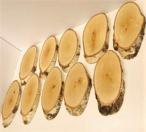 GTK - Geweihe & Trophäen KRUMHOLZ 10 Unidades de Abedul Carteles trofeos REH Grande Cervatillo cornamental Disco de árbol Madera Natural Moderno
