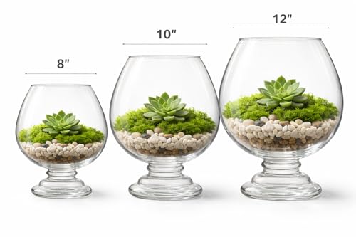 Image of Glass Fish Bowl /Terrarium Wine Cup Shape Clear Glass Aquarium for Fish, Plants & Pebbles, Decorative Centerpiece for Home, Living Room, Office & Balcony (8 Inch)
