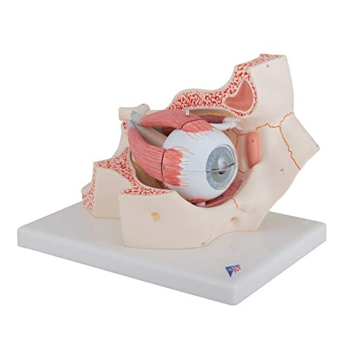 3B Scientific F13 Eye 3 times full-size 7-part - 3B Smart Anatomy by 3B Scientific - Image 2