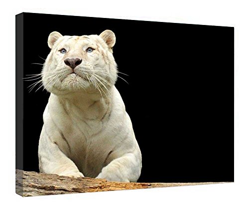 Toile Tigre blanc pour sublimer la décoration murale de votre salon