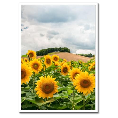 Poster tournesols encadré noir 50x70 cm pour décoration de salon nature