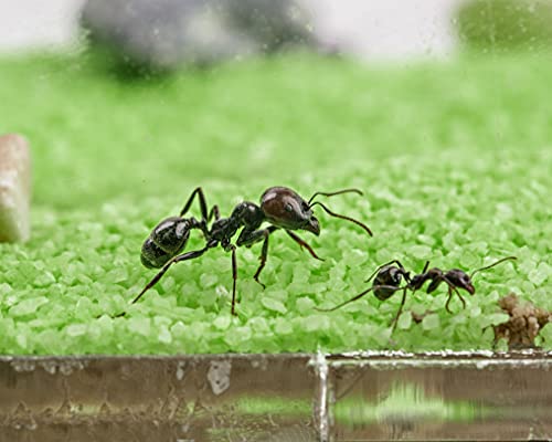 AntHouse - Natural sand ant farm - Acrylic T Kit 15x15x1-5cm - Image 5