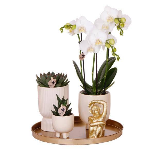 Zestaw roślin Luxury Living – biała orchidea Phalaenopsis Amabilis + sukulenty – trawertyn ceramiczne doniczki ozdobne – w zestawie fantazyjne akcesoria do małp – modny zestaw dekoracyjny do wnętrz