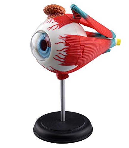 4D VISION Human eye anatomy model puzzle No.02