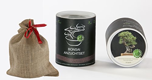 Seedeo Bonsai Geschenk - Set Österreichische Schwarzkiefer (Pinus nigra austriaca) … Cover