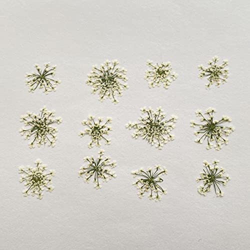 100 piezas flores secas Ammi majus prensadas naturales miniatura 2