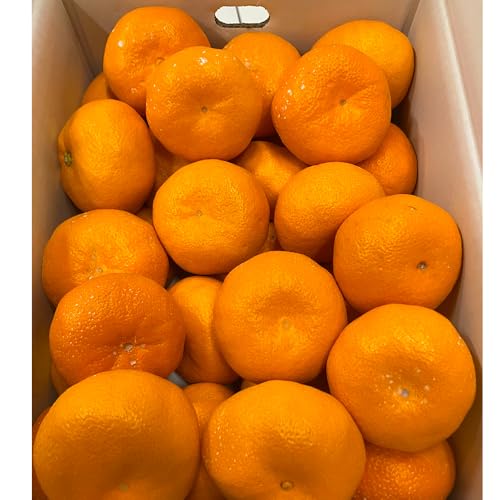 �F�{���Y ���o�� ����݂��� �n�����ꂽ�R�N�̂��閨���ł� (�R�L���O��)