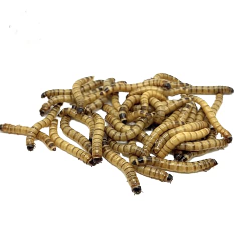 SUPERWORM CO - Live Superworms - 250 Large 1.75