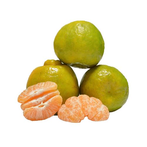 See full amazon price history chart for Golden Bloom Nagpur Orange Sweet Fruit Plants For Small Gardens Exotic Grafted Plant (Healthy Live Plant), Original Nagpur Orange Plant Grafted Height 1-2 FT Golden Bloom Nagpur Orange Sweet Fruit Plants For Small Gardens Exotic Grafted Plant (Healthy Live Plant), Original Nagpur Orange Plant Grafted Height 1-2 FT (B0CK5JGZRN) Amazon Price History, Amazon Price Tracker
