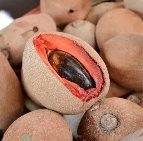 Emilia Organics Mamey Sapote Seed Butter, Cold Pressed, Organic, Unrefined, 100% Pure, Natural