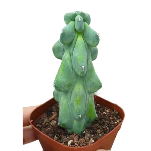 Boobie Cactus Live Plant - Myrtillocactus Geometrizans Fukurokuryuzinboku - 5-6 Inch Height, Unique Succulent Cactus for Indoor and Outdoor Home and Garden Decor, Low Maintenance and Drought-Tolerant