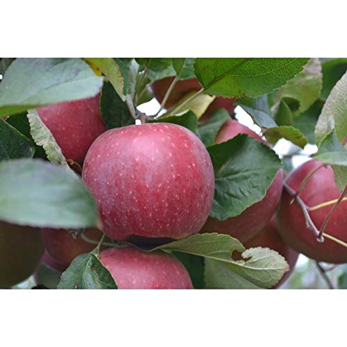 MANZANO EN MACETA VARIEDAD CHOUPETTE DALINETE C.O.V Cover