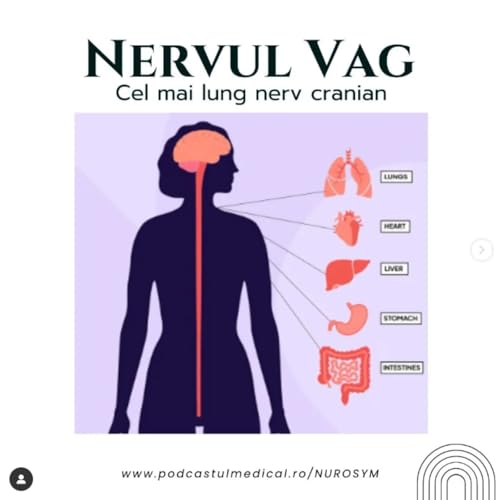 Sistemul Nervos Autonom & Nervul Vag | Dr. Madalina Bucataru