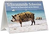 Schwimmende Schweine (Tischkalender 2018 DIN A5 quer): Glückliche Schweine im Dauerurlaub auf den Bahamas (Geburtstagskalender, 14 Seiten ) (CALVENDO ... [Kalender] [Apr 04, 2017] Stanzer, Elisabeth - Elisabeth Stanzer
