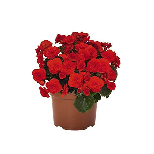 Begonia Flor Roja Variedad Elatior Begonia Flor Interior