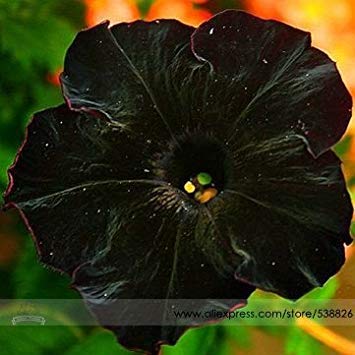 2018 Rare Super Black Cat Petunia Flower Seeds, Professional Pack, 100 Seeds/Pack, New Annual Petunia #NF660