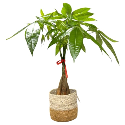 Image of Money Tree Live Plant | 14-22 Inches Tall Bonsai | Easy to Grow Indoor Houseplant | Home, Office, or Room Decor | Birthday, Housewarming Gift (Brown Jute)