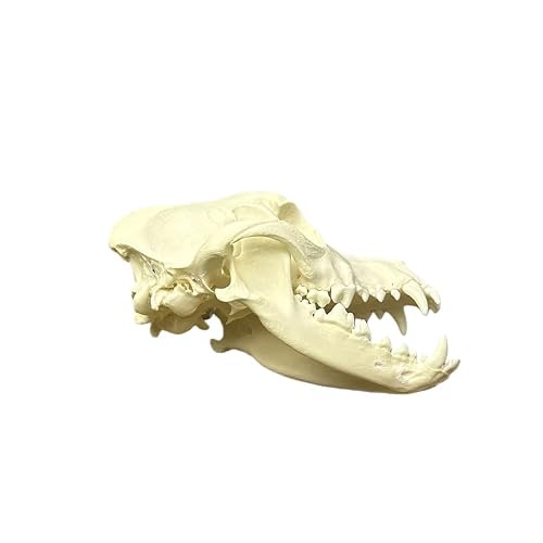 Taxidermy Real Animals Dog Skulls, Real Bones Specimen, Taxidermy Supplies for Science Education, Special Gift (1Pcs Dog Skull) — view 4