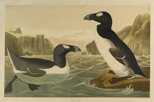 PSVDCTOO Vintage Leinwand Kunstdruck Bilder auf Leinwand Riesenalk Gedruckt von john audubon Wandbild Kunstdruck für Home Dekoration 60x90cm