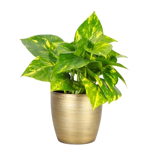 Thorsen's Greenhouse Golden Pothos, Live Indoor Vining Plant, Easy to