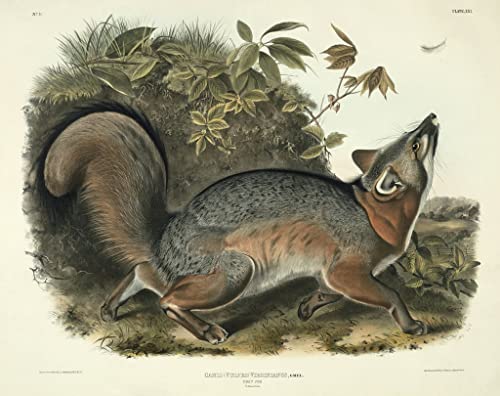 Toile Canis Virginianus John Audubon Décoration Murale Salon 60x90
