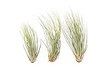 Large Juncea Air Plants 8 to 10 Inches - Live Succulent House Plants - Available in Wholesale and...