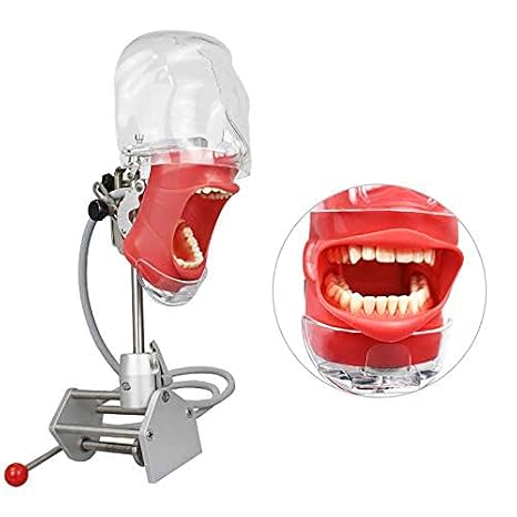Dental Teaching Simulator Manikin Phantom Head Model Plastic Educational Teeth Model Fix on (Table Type)