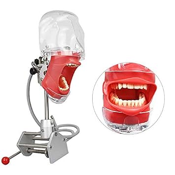 Dental Teaching Simulator Manikin Phantom Head Model Plastic Educational Teeth Model Fix on (Table Type)