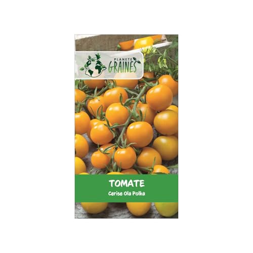15 Graines de Tomate Cerise Ola Polka Précoce & Productive | Petits Fruits Jaunes Doux | Culture Facile Balcon