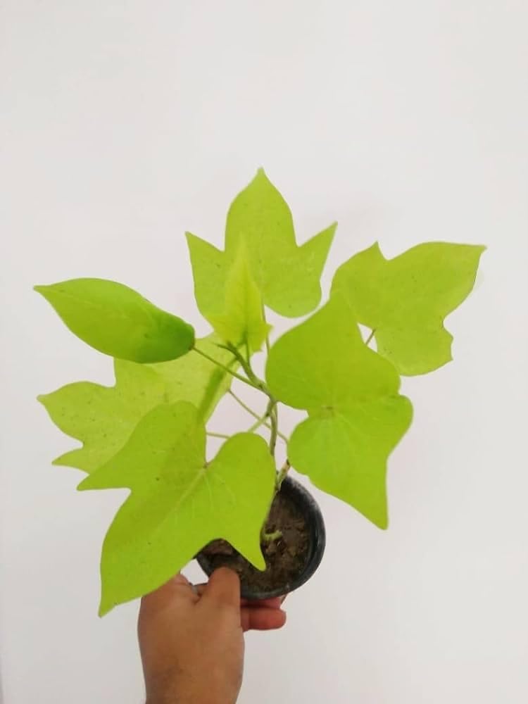 Green sweet potato vine live Plant for home decorate and hanging Plant Without Pot (B0D186JMQT) Amazon Price History, Amazon Price Tracker