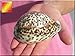 Florida Shells and Gifts Inc. One Select X-Large Tiger Cowrie (Cypraea Tigris) Shell 3 1/2