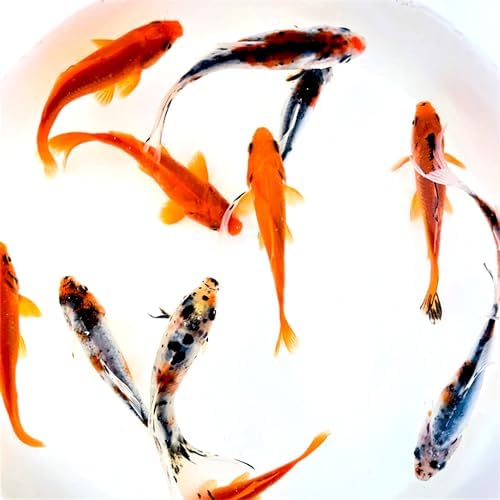 Toledo Goldfish Live Shubunkin and Comet Goldfish Combo, Live Fish with a Variety of Colors and Patterns - Perfect for Ponds, Tanks, and Aquariums - 4-5 Inches, 3 of Each, 6 Total Count