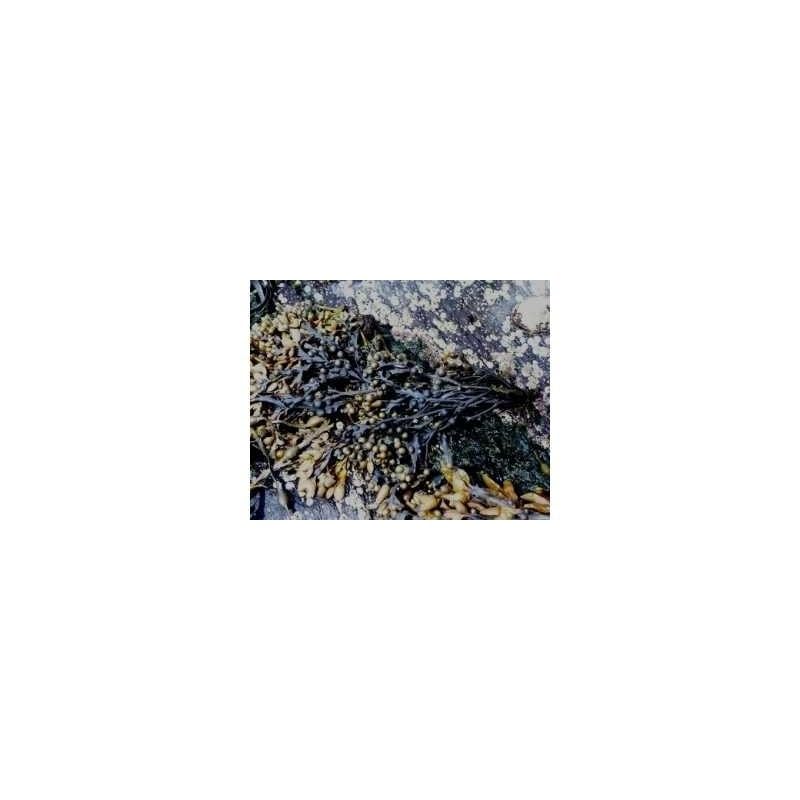 Blasentang (Kelp) 1 Kg PULVER Fucus vesiculosus