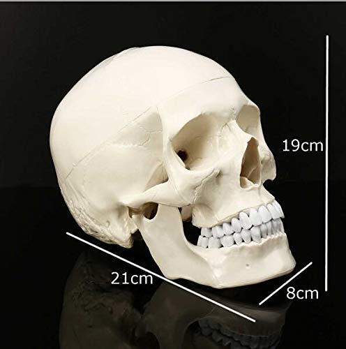 Model czaszki człowieka, model anatomiczny głowy, anatomiczna głowa, materiały dydaktyczne do nauki anatomii, 21 * 8 * 1