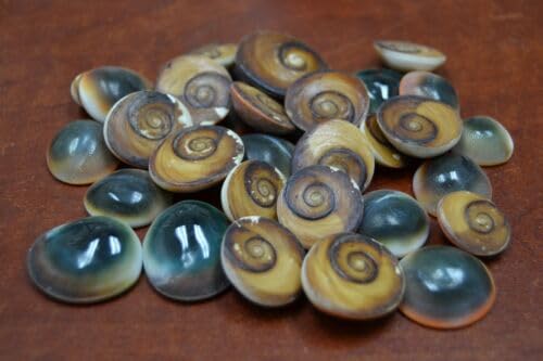 25 PCS RED CAT Eye Operculum SEA Shell Beach 1/2