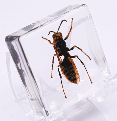 Image of 38mm Real Asian Hornet in Crystal Clear Lucite Resin Specimen Preserve Insect Bug Taxidermy Crafts Collection for Biology Science Education & Desk Ornament Display Supplies Small Paperweight