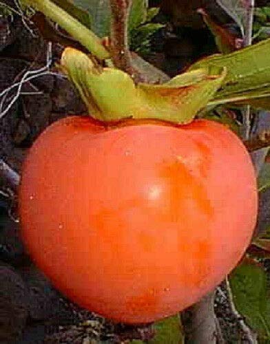 Persimmon Tree Diospyros Fruit Jocad (5 Seeds) #TOP6