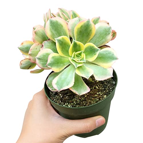 Aeonium Sunburst 2 Inch | Premium Colorful Collection Of Live Aeonium Succulent Plants | Healthy Rosettes Succulents Fully Rooted In 2/4/6 Inch Sizes | Mother's Day Gift Rare Varieties #TOP2