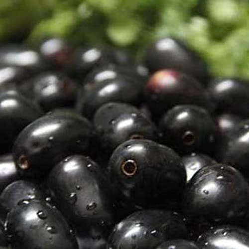 Mphmi Plants Jamun Plant Fruits Black Berry (B09KC2WVVS) Amazon Price History, Amazon Price Tracker