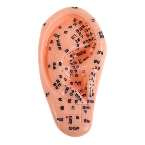 BCOATH Human Body Part Model Realistic Ear Model for Education Therapy Soft Silicone Engraved Adult