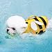 Hundeschwimmweste – Schwimmwesten für kleine Haustiere, wasserdichte -Hundeschwimmwesten mit Griff, verstellbar, Schnellverschluss-Schnalle, Hunde-Badeanzug für Hunde, Welpen, Katzen