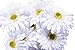 CraftMore White Gerbera Daisy Stems 14 Inch Set of 12