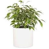 Fox&Fern Maceta Grande para Interiores y Exteriores, Maceta Resistente a Rayos UV y Heladas, Macetero Decorativo Interior Plantas y Flores, Tapón Drenaje, Macetas Exterior Grandes Polipiedra