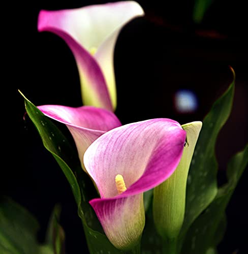 Piacevole alla,Pianta adesso,Pianta decorativa magica,Lampadine di giglio di calla,Fiori che sbocciano-5 Bulbi